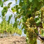 L’état du vignoble suite au gel 2021 | Témoignages de nos domaines partenaires