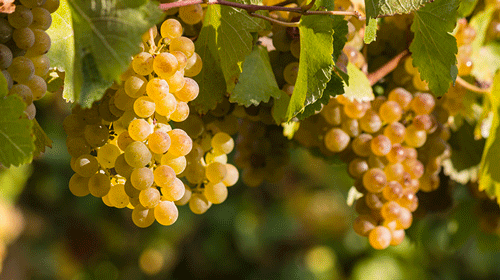 Lire la suite à propos de l’article Le chardonnay à travers le monde