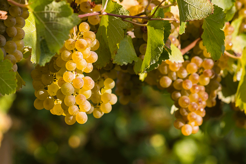 chardonnay cepage dans le monde