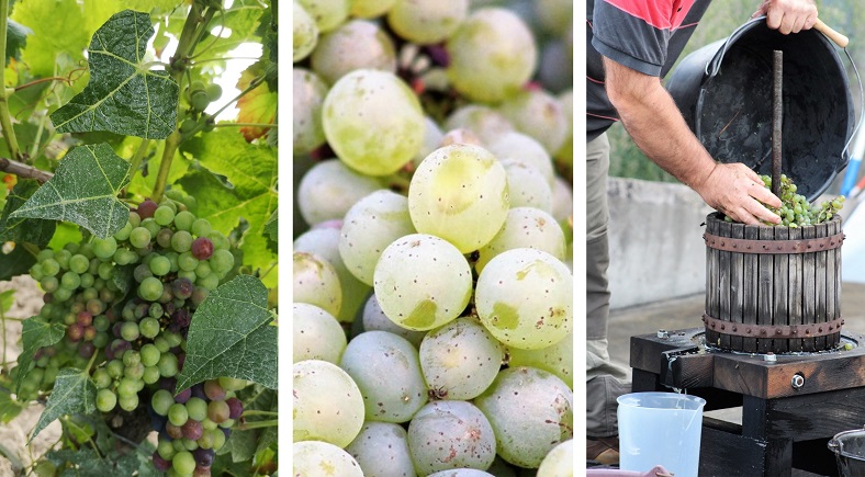 Etat du vignoble suite au gel 2021 iDealwine vendanges