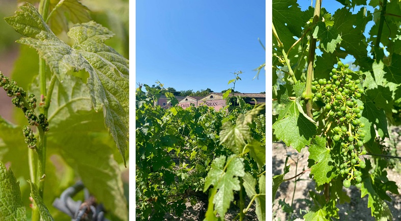 Etat du vignoble suite au gel 2021 iDealwine vignes mois de mai et juin