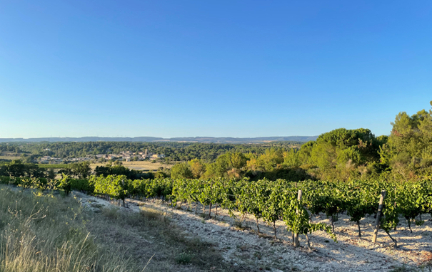 Château de Pennautier vignes