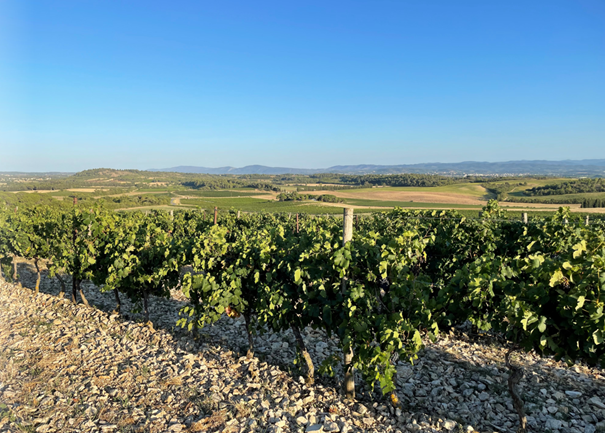 Château de Pennautier vignoble