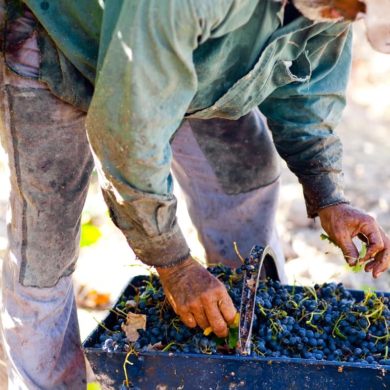 Laura Catena vin Argentine iDealwine vendanges