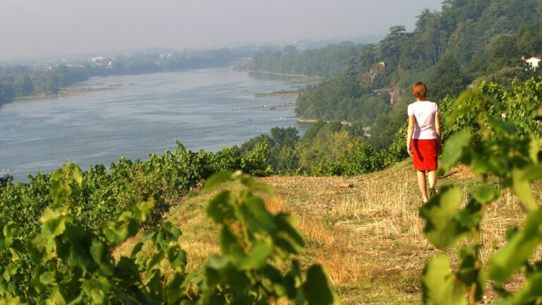 Lire la suite à propos de l’article Le Muscadet | Crus, cépages, élevages… Zoom sur une appellation en plein essor