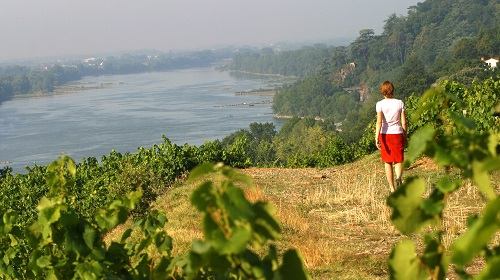 Lire la suite à propos de l’article Le Muscadet | Crus, cépages, élevages… Zoom sur cette appellation montante