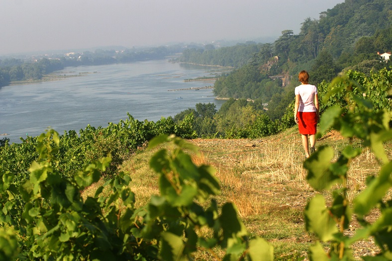 Vignoble Loire renouveau Muscadet iDealwine