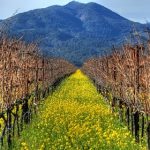 Etude | Les sols cultivés en bio et en biodynamie sont plus vivants