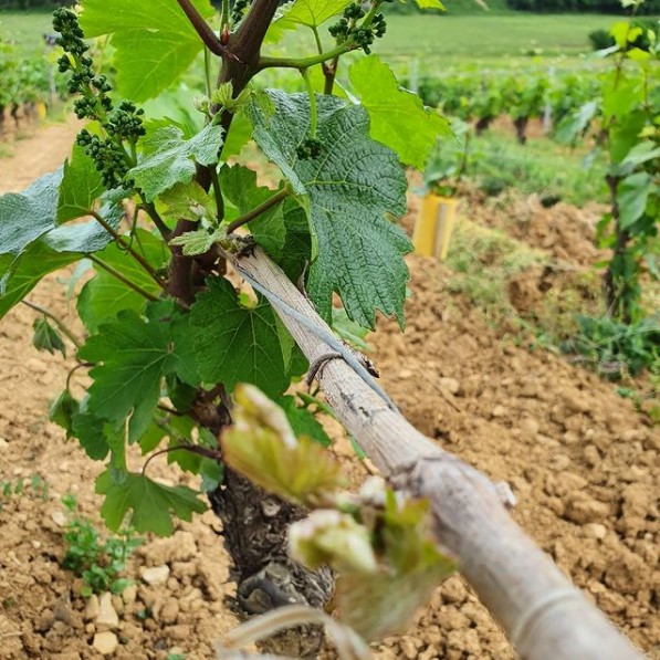 Etat du vignoble suite au gel 2021 iDealwine bourgeons