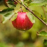 Cidrerie de Vulcain | Un pomologiste à la rescousse des variétés oubliées