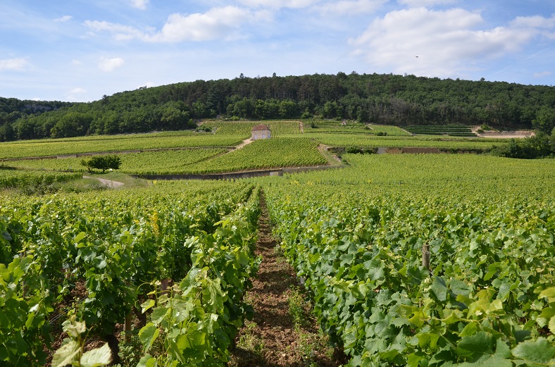 AOC Gevrey-Chambertin 2