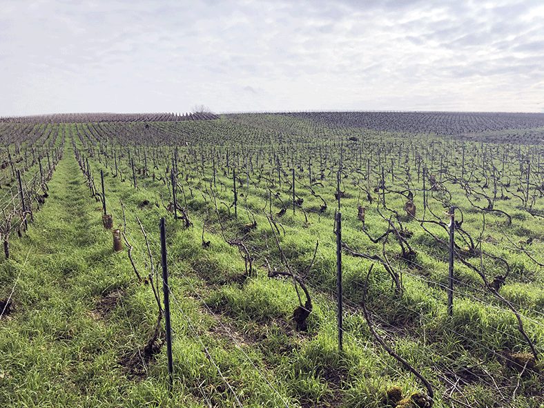 Vignes Champagne Etienne Calsac