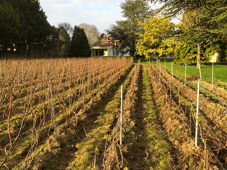 Vignes du Champagne Etienne Calsac