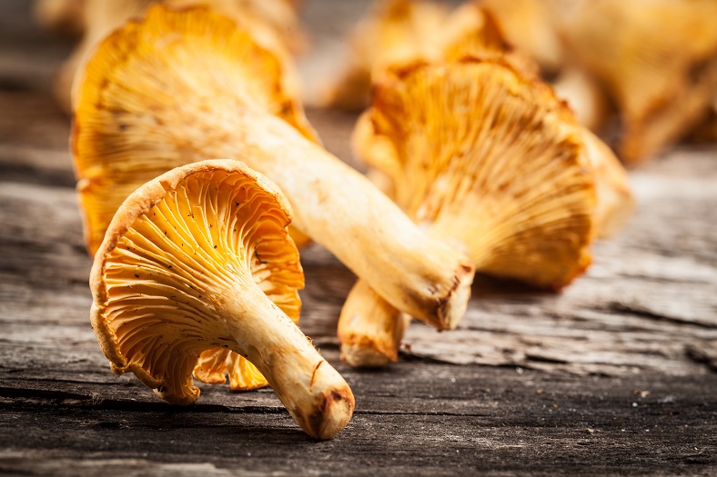 Accords vin champignons - iDealwine girolles