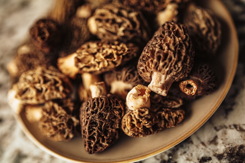 Accords vin champignons - iDealwine morilles