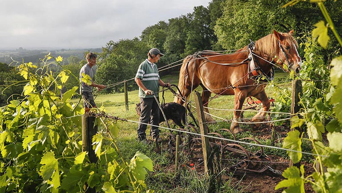 Lire la suite à propos de l’article Château Le Puy, l’outsider bordelais