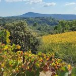 Voyage en Languedoc, jour 1 : Mas Daumas Gassac et Domaine Saint-Sylvestre