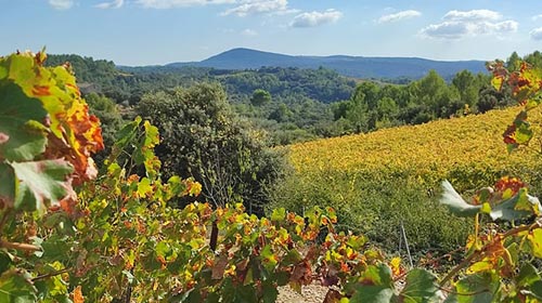 Lire la suite à propos de l’article Voyage en Languedoc, jour 1 : Mas Daumas Gassac et Domaine Saint-Sylvestre