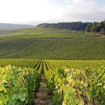 Guide iDealwine | Le vignoble de Chablis