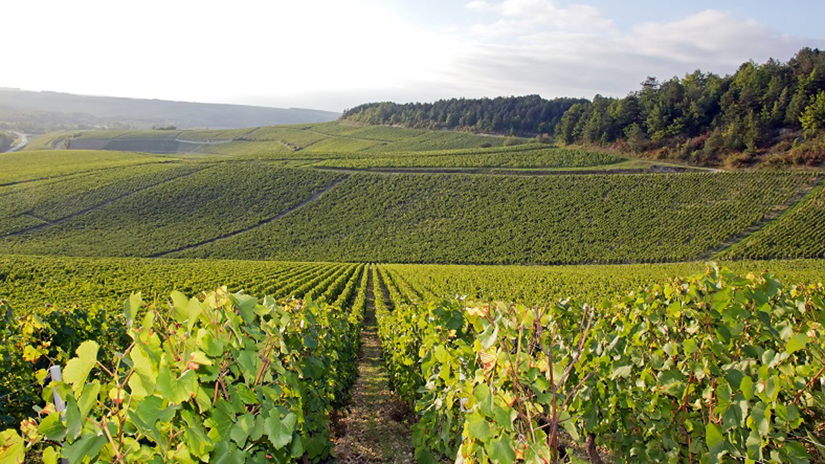 Lire la suite à propos de l’article Guide iDealwine | Le vignoble de Chablis