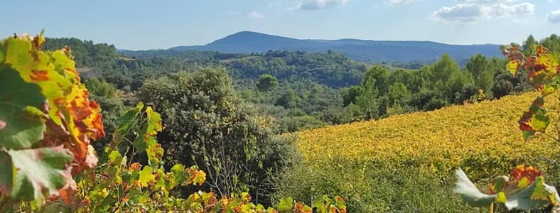 Voyage en Languedoc, jour 1 iDealwine Mas Daumas Gassac et Domaine Saint-Sylvestre