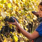 Giulia Negri | Quand la Bourgogne inspire Barolo