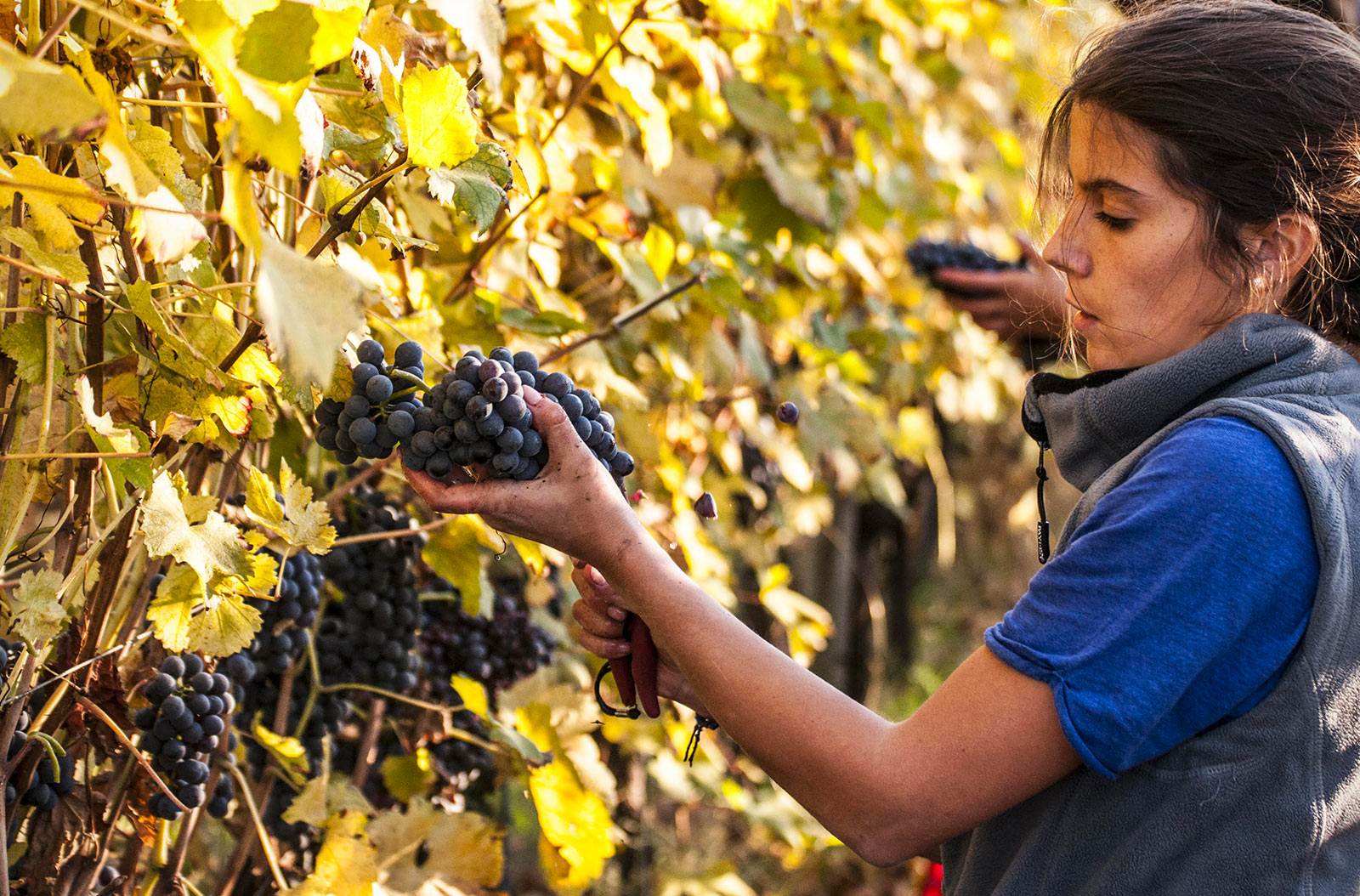 Lire la suite à propos de l’article Giulia Negri | Quand la Bourgogne inspire Barolo