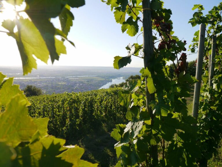 Lire la suite à propos de l’article François Villard | Le cuisinier devenu maestro en Rhône Nord