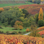 Beaujolais : les gamays gourmands de Georges Descombes