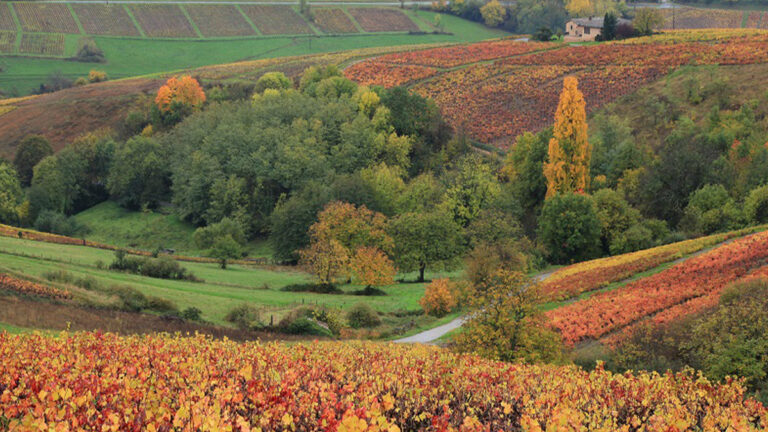 Lire la suite à propos de l’article Beaujolais : les gamays gourmands de Georges Descombes