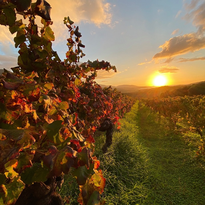 vignes sant armettu vin corse iDealwine