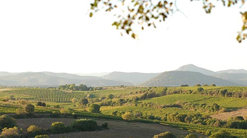 Lire la suite à propos de l’article Voyage en Languedoc, jour 3 : Clos de la Barthassade et Domaine des Aurelles