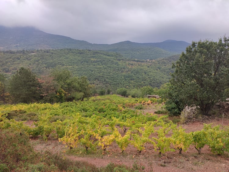 Voyage en Languedoc, jour 2 Montcalmès, Mas Jullien, Coston et Terrasse d'Élise 2