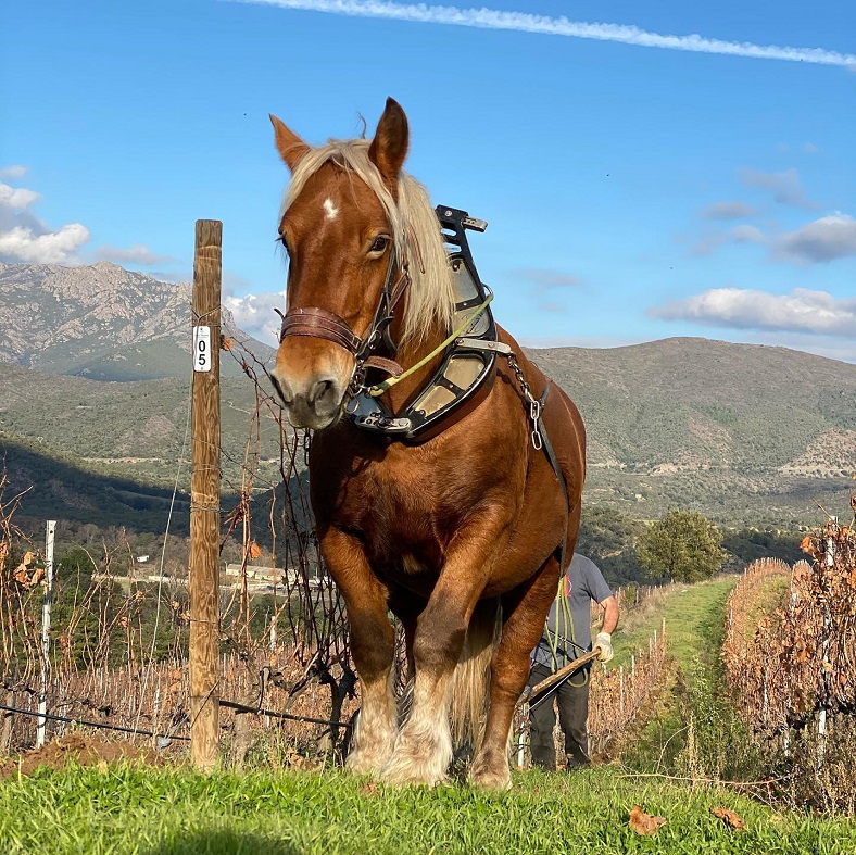 Travail à cheval