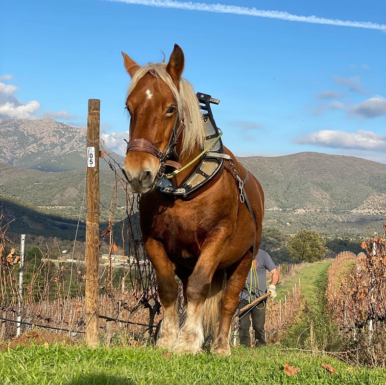 Clos Venturi domaine Corse iDealwine travail a cheval