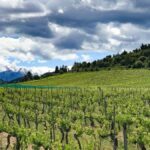 Le Clos Venturi, cap sur les hauteurs corses
