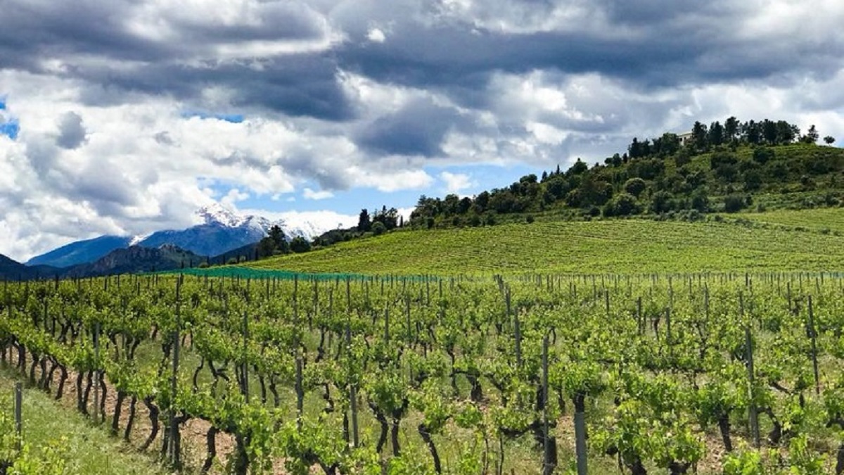 Lire la suite à propos de l’article Le Clos Venturi, cap sur les hauteurs corses