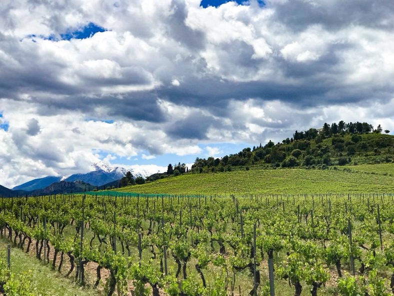 Vignes Clos Venturi Corse