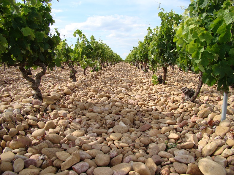 classement Chateauneuf-du-Pape