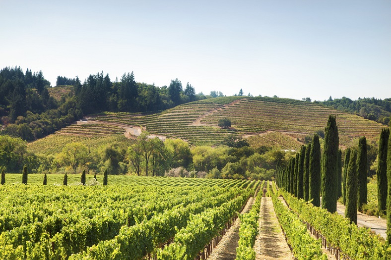 Réchauffement climatique  L’état du vignoble en Californie iDealwine