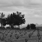 Eben Sadie, un vigneron sud-africain atypique et vénéré