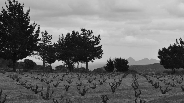 Lire la suite à propos de l’article Eben Sadie, un vigneron sud-africain atypique et vénéré