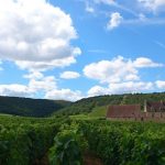 De la Côte de Nuits à la Côte de Beaune, les vins bio et confidentiels de Chantal Lescure