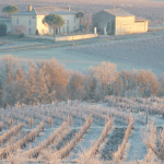 Domaine Plageoles : la renaissance de l’appellation Gaillac