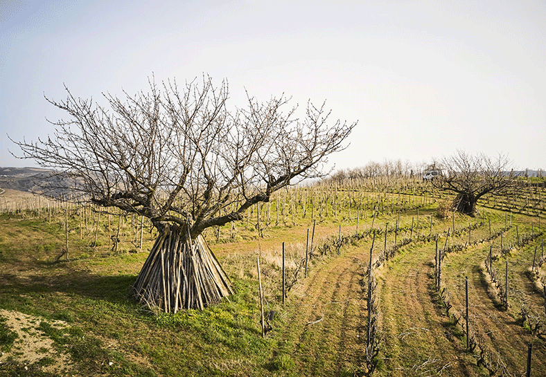 Ferme-7-Lunes-vignes-3