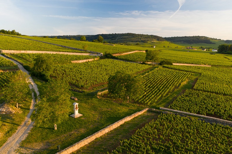 vignes meursault vincent bouzereau