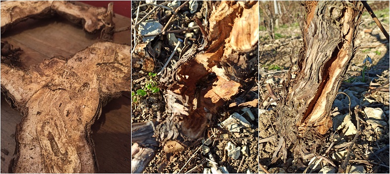 vigne infecté par l'Esca et curetage