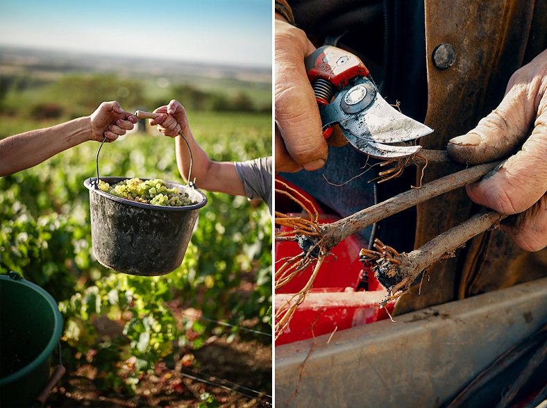 vignes Vincent Bouzereau iDealwine