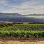 Clos Canarelli, emblématique des grands vins corses