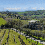 Immersion au domaine Emidio Pepe, l’icône des Abruzzes